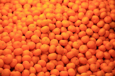 【有田市】有田みかん